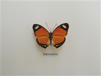 藏品(外國蝴蝶)的圖片